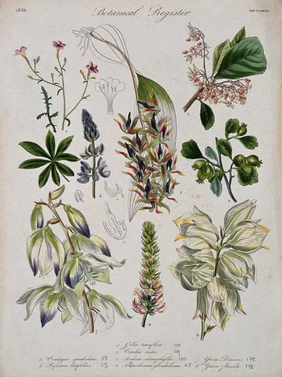 Eight plants, including an orchid and two yuccas: flowering stems