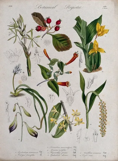 Eight plants, including five orchids: flowering stems