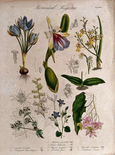 Eight plants, including three orchids, a crocus and a begonia: flowering stems