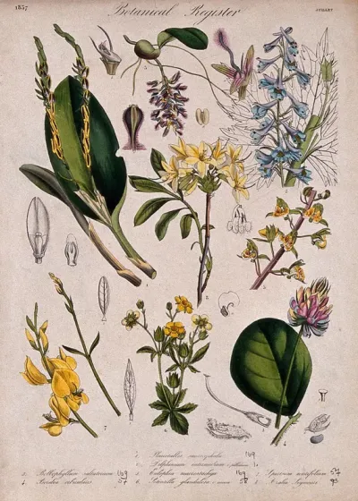 Eight plants, including three orchids, a delphinium and an azalea: flowering stems