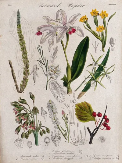 Eight plants, including three orchids and a hawthorn: flowering stems