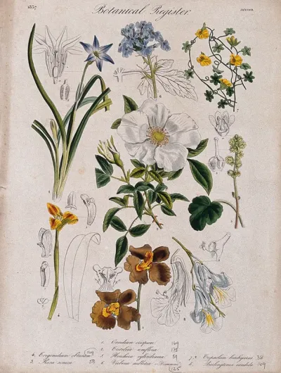 Eight plants, including three orchids and a rose: flowering stems