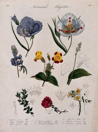 Eight plants, including two mariposa lilies and a monkey flower: flowering stems