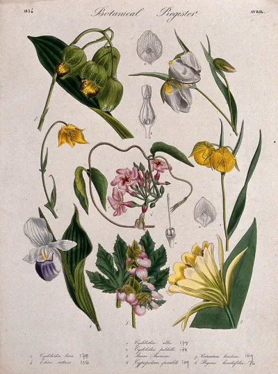Eight plants, including two mariposa lilies and two orchids: flowering stems
