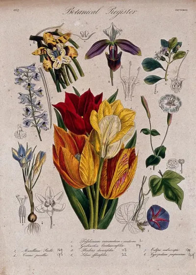 Eight plants, including two orchids, a crocus and some tulips: flowering stems