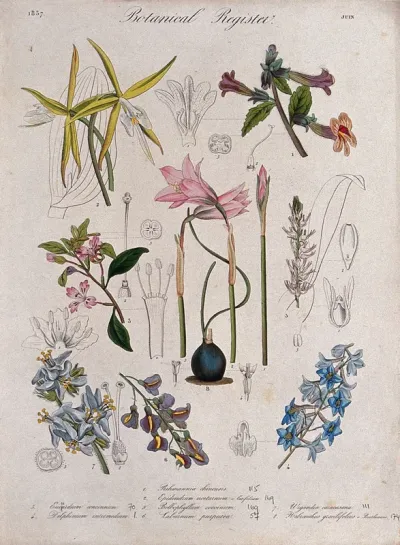 Eight plants, including two orchids, a delphinium and a laburnum: flowering stems