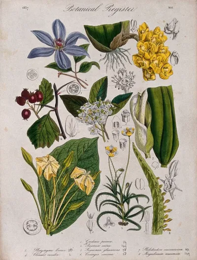 Eight plants, including two orchids, a gardenia and a clematis: flowering stems