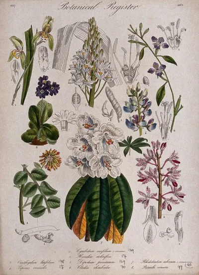 Eight plants, including two orchids, a primrose and a rhododendron: flowering stems