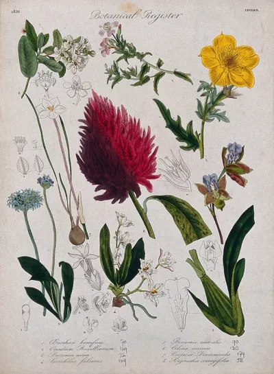 Eight plants, including two orchids and a celosia: flowering stems
