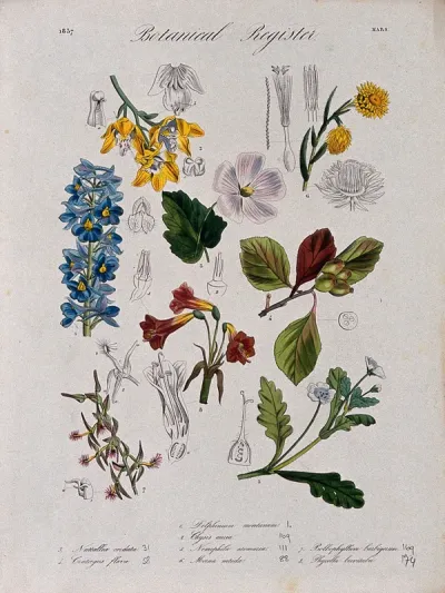 Eight plants, including two orchids and a delphinium: flowering stems