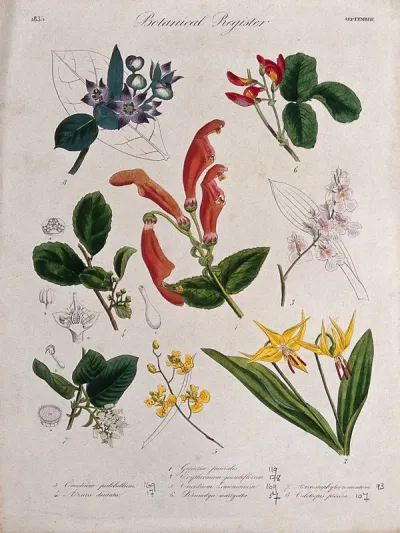 Eight plants, including two orchids and a gesneria: flowering stems