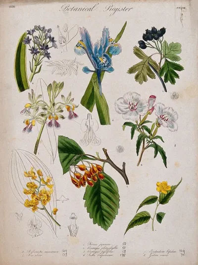 Eight plants, including two orchids and an iris: flowering stems