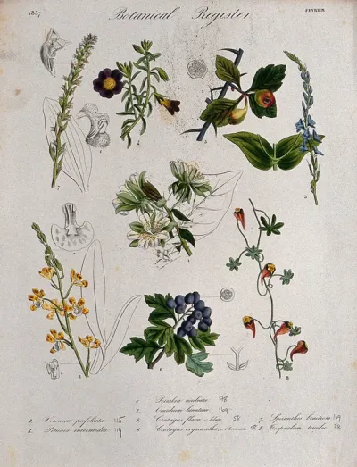 Eight plants, including two orchids and two hawthorns: flowering stems