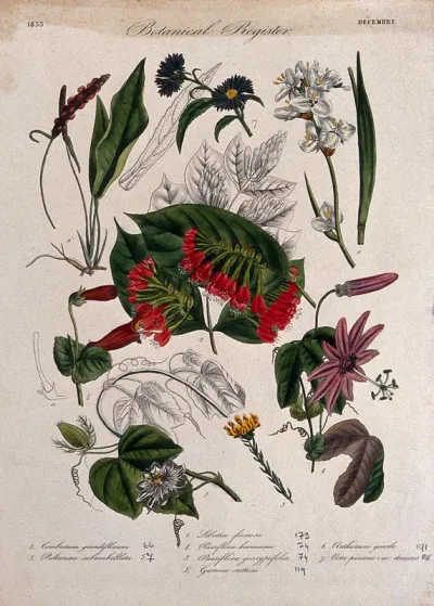 Eight plants, including two passion flowers: flowering stems