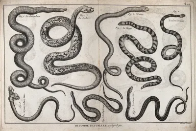 Eight snakes, including a reticulated python, a slow worm, a thirst snake, a Russell's viper and a mythical two-headed serpent