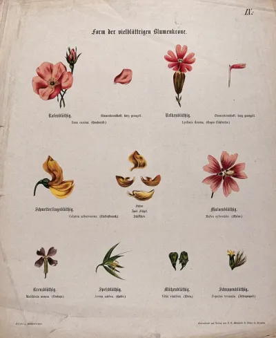 Eight whole and dissected flowers, all with a different shape or form
