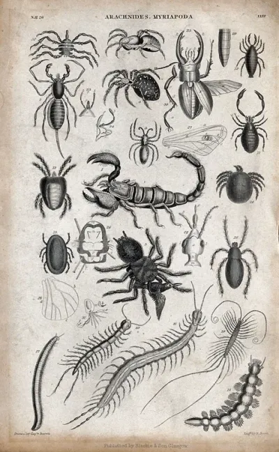 Eighteen different arachnides and myriapoda