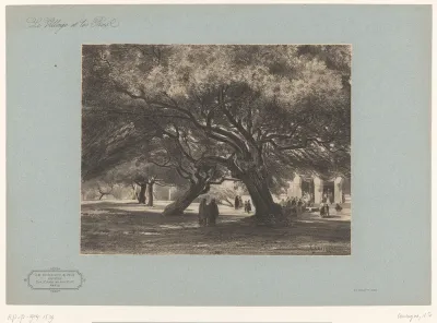 Eikenbomen bij de kerk van Cimiez