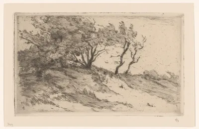 Eikenbomen in de duinen