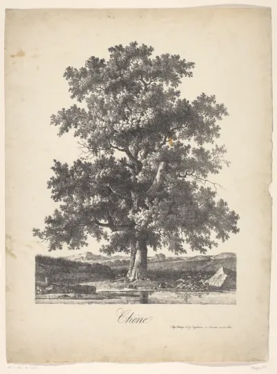 Eikenboom in een glooiend landschap aan het water