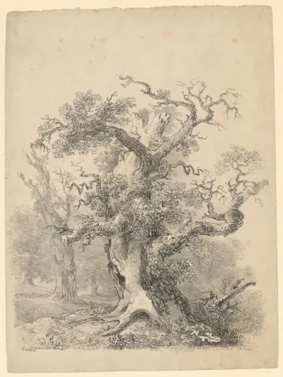 Eikenboom