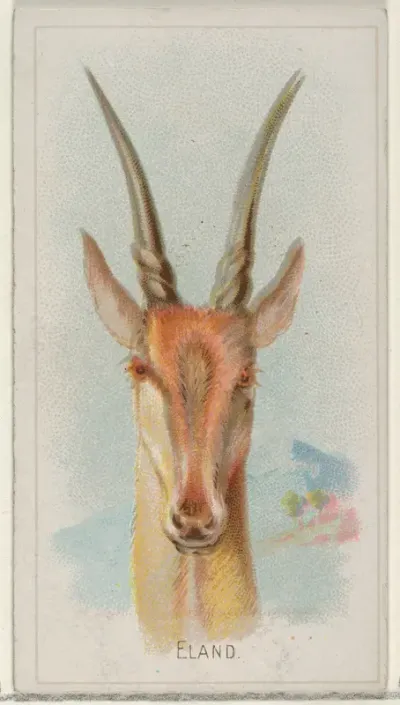Eland, from the Wild Animals of the World series (N25) for Allen & Ginter Cigarettes