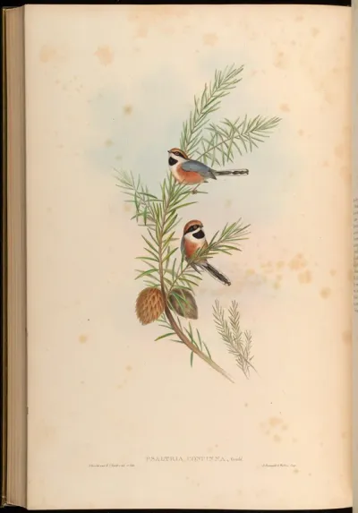 Elegant Tit