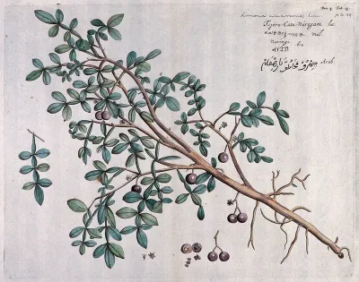 Elephant apple (Limonia acidissima L.): branch with flowers and fruit, leaf and seeds and cross-section of fruit