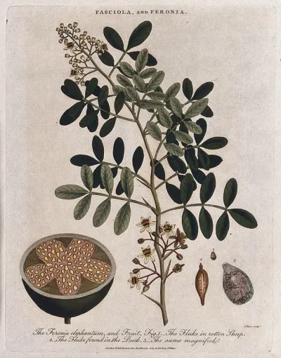 Elephant apple plant (Limonia acidissima) with sectioned fruit, and two liver flukes (Fasciola species)