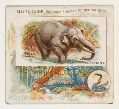 Elephant, from Quadrupeds series (N41) for Allen & Ginter Cigarettes