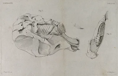 Elephant skull, side view: three figures, including a tooth