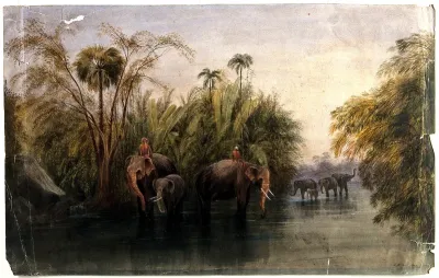 Elephants drinking in a river in Sri Lanka, with men in turbans seated upon their backs