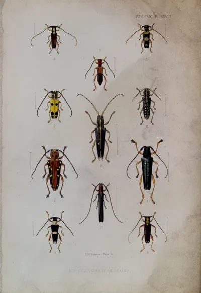 Eleven colourful beetles from Penang