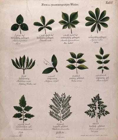 Eleven compound plant leaves, all of different shapes