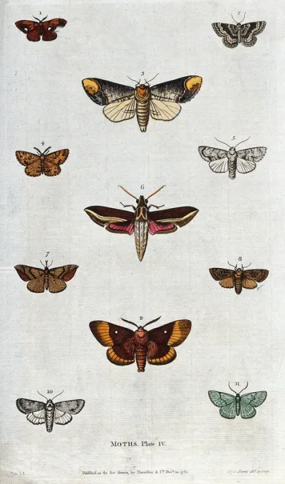 Eleven different moths