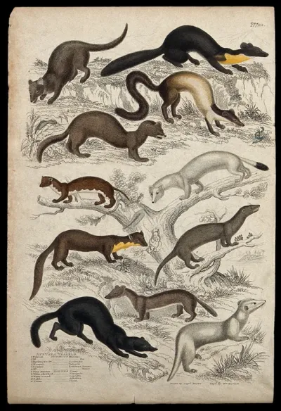 Eleven different specimens of the family of weasels