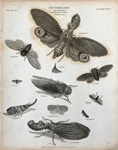 Eleven insects of the order Hemiptera including aphids and cicadas, with piercing or sucking mouthparts