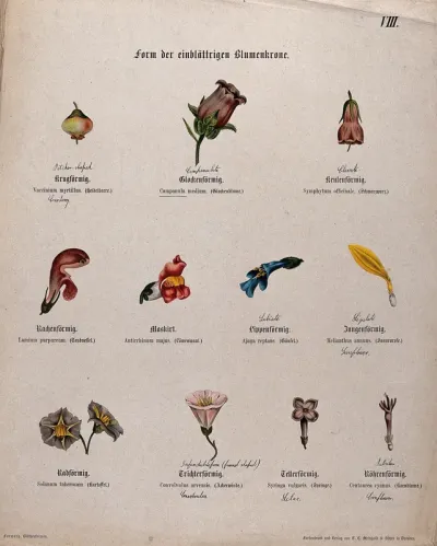 Eleven single flowers, all with a different shape or form