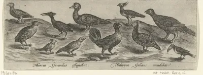 Elf vogels