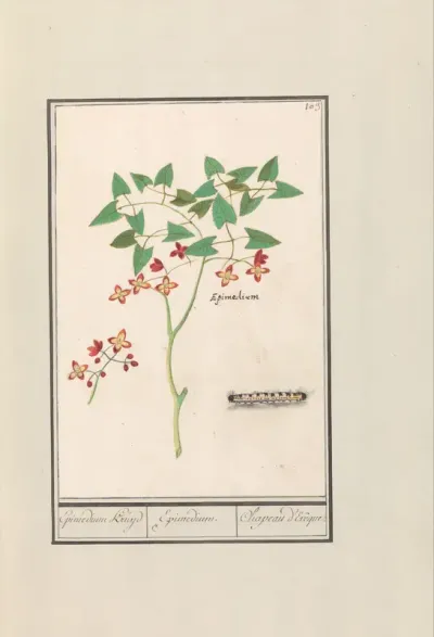 Elfenbloem (Epimedium alpinum)