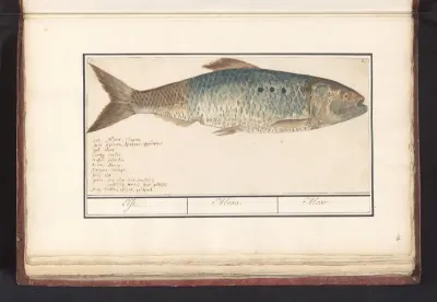 Elft (Alosa alosa)