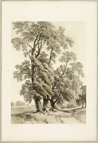 Elm, from The Park and the Forest
