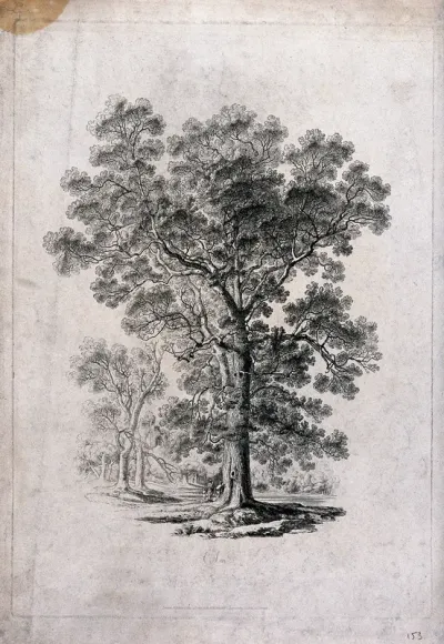Elm tree (Ulmus species) in parkland with people at its base