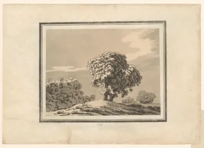 Elm