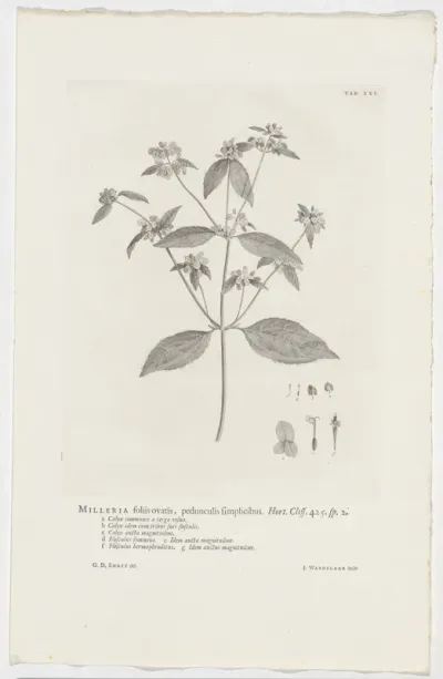 Elvira biflora