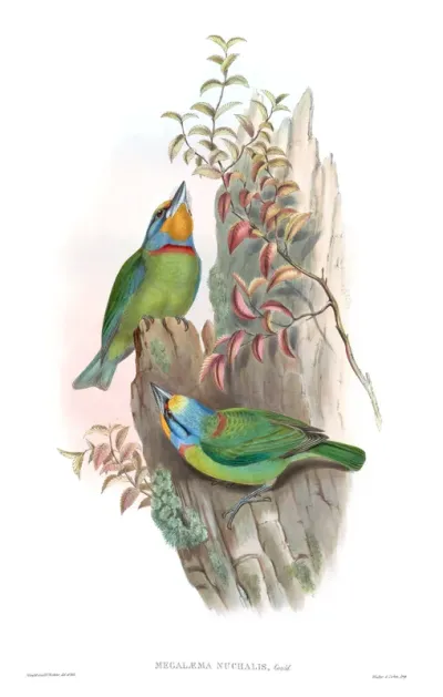 Embroidered Barbet
