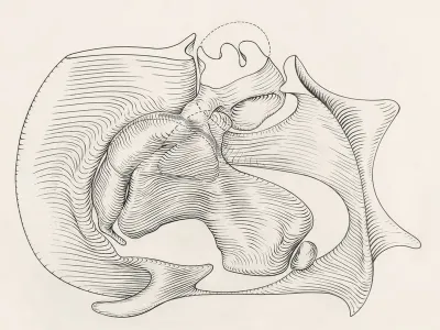 Embryonic heart