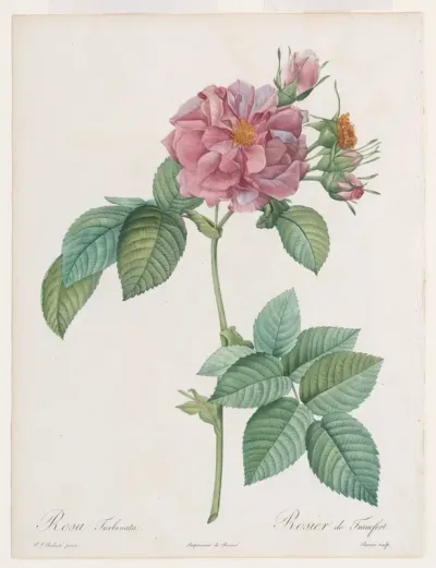 ‘Empress Josephine’ or Frankfort Rose (Rosa turbinata), from "Les Roses" by Claude-Antoine Thory