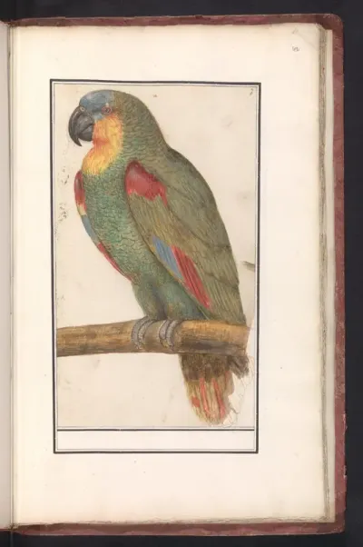En blauwvoorhoofdamazone (Amazona aestiva)