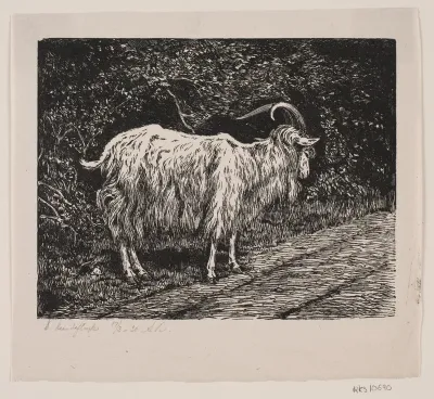 En gedebuk